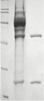 Protein A G Sepharose.jpg